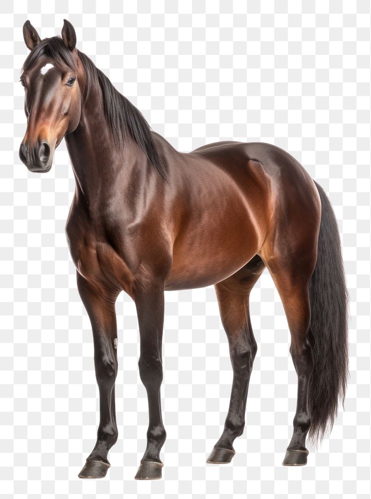 PNG  Horse stallion mammal animal. AI generated Image by rawpixel.