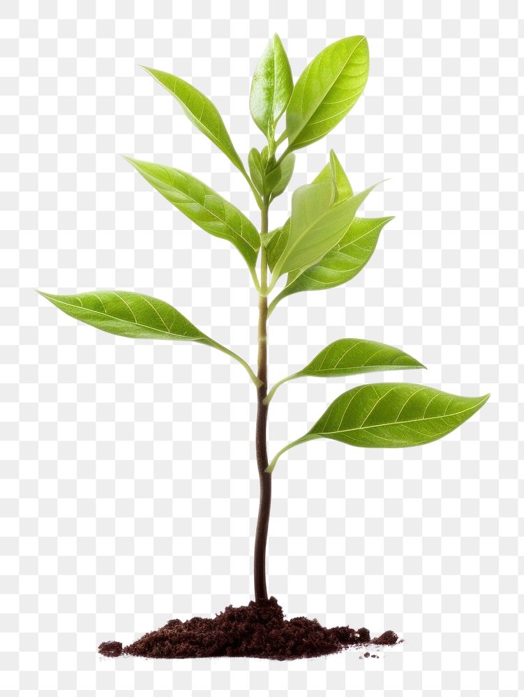 PNG  Plant sapling leaf soil white background. AI generated Image by rawpixel.