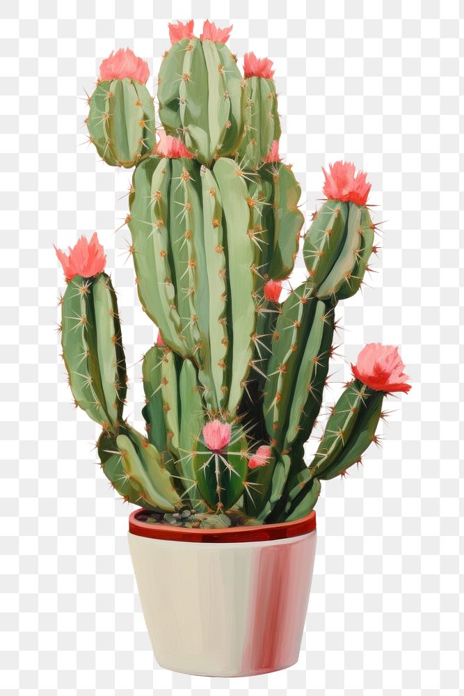 PNG Cactus plant inflorescence houseplant. AI generated Image by rawpixel.
