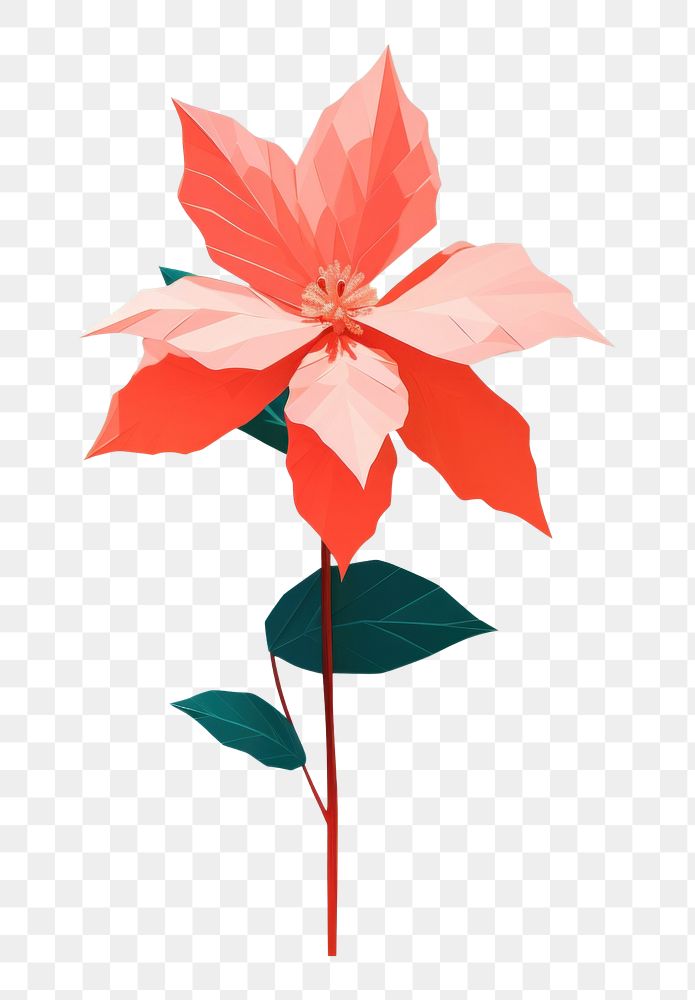 PNG Christmas Panna poinsettia flower plant leaf. AI generated Image by rawpixel.