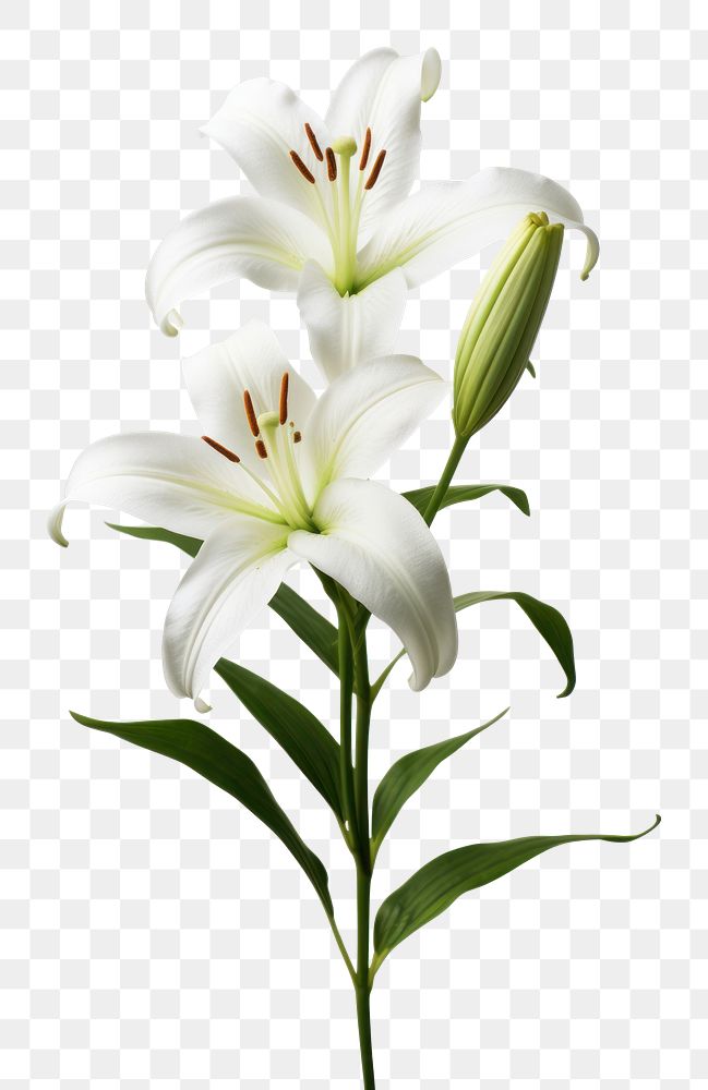 PNG  A white lily flower blossom plant. AI generated Image by rawpixel.