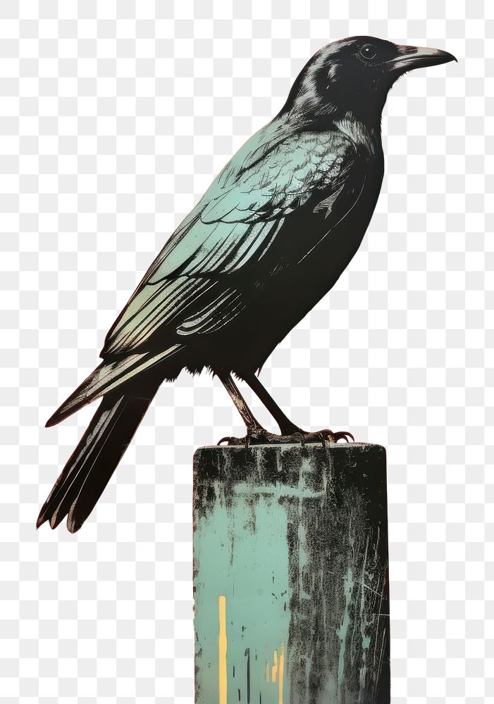 PNG Animal black bird crow AI generated Image by rawpixel