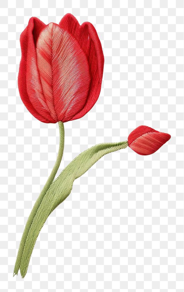 PNG Tulip flower petal plant. AI generated Image by rawpixel.