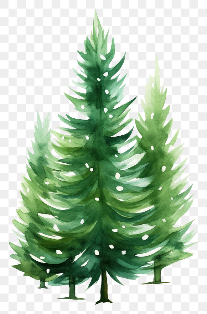 PNG  Christmas trees christmas plant white background. AI generated Image by rawpixel.