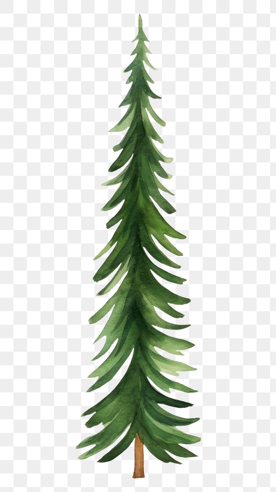 PNG  Christmas trees plant pine leaf. AI generated Image by rawpixel.