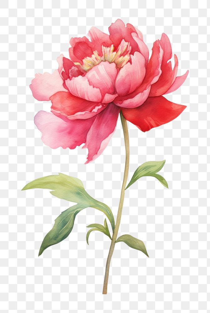 PNG  Flower common peony blossom dahlia plant. AI generated Image by rawpixel.