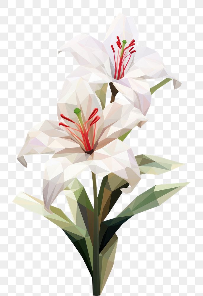 PNG Lily flower blossom plant white. 