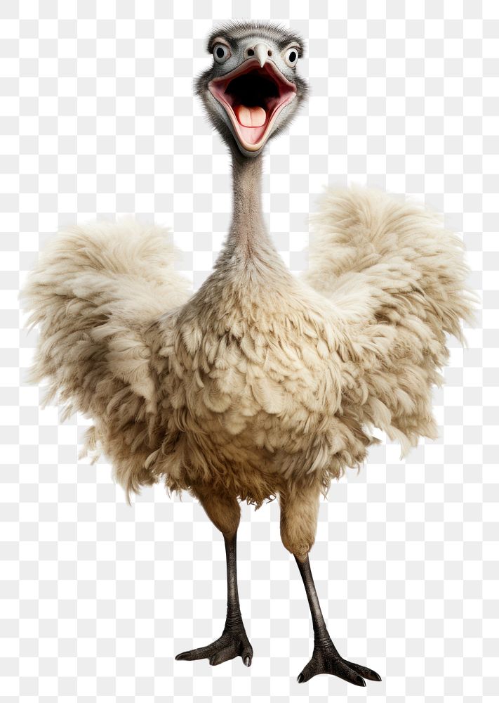PNG Happy smiling dancing ostrich animal bird beak. AI generated Image by rawpixel.