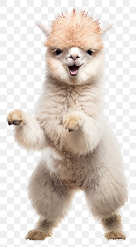 PNG Happy smiling dancing alpaca mammal animal pet. AI generated Image by rawpixel.