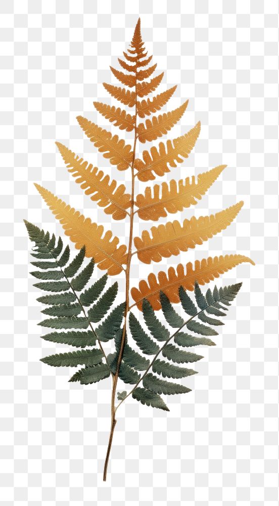 PNG Polypodium plant leaf fern. AI generated Image by rawpixel.