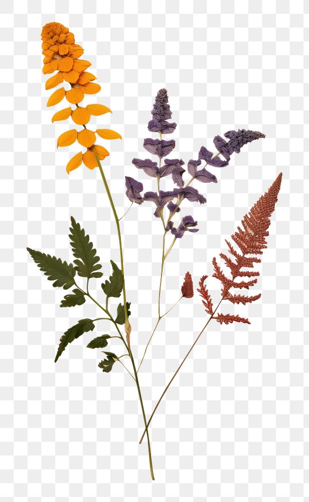 PNG Flower herbs lavender plant. AI generated Image by rawpixel.