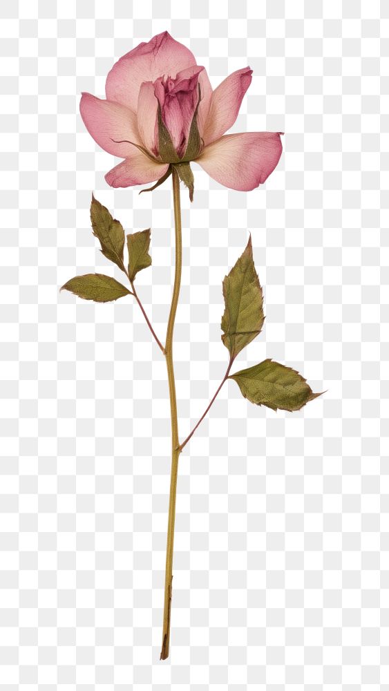 PNG Rosa campanulata Pressed flower blossom petal plant. AI generated Image by rawpixel.