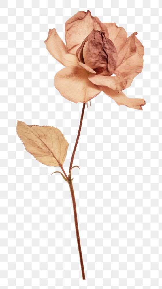 PNG Rosa campanulata Pressed flower petal plant rose. AI generated Image by rawpixel.