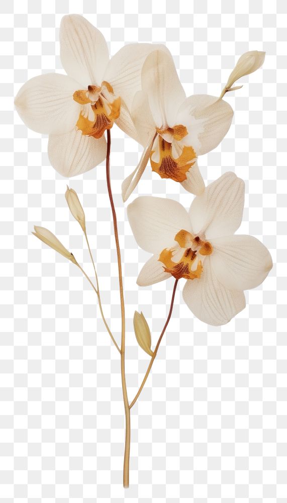 PNG Real Pressed a single minimal orchid Bouquet flower petal plant. AI generated Image by rawpixel.