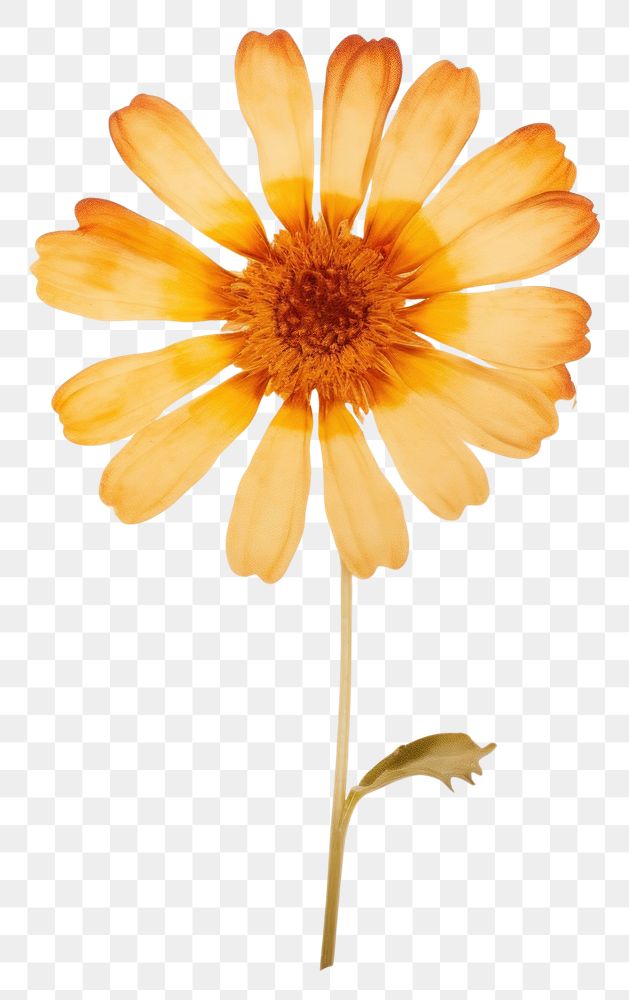 PNG Real Pressed a single Blanket Flowers flower petal plant. AI generated Image by rawpixel.