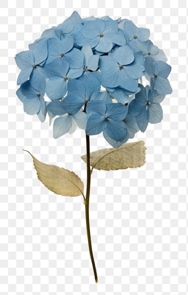 PNG Real Pressed a single blue hydrangea flower painting plant. AI generated Image by rawpixel.