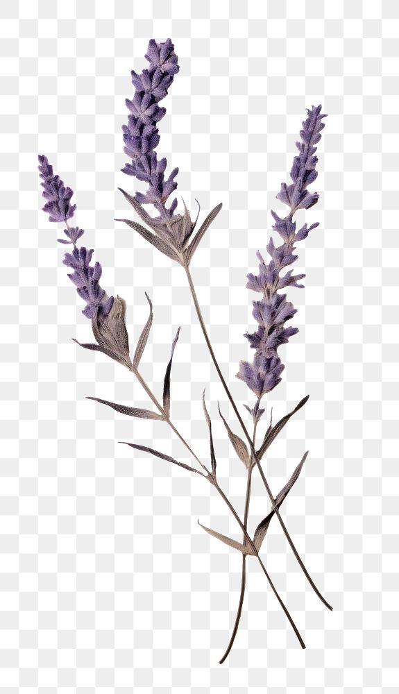 PNG Real Pressed a single lavender flower plant paper. AI generated Image by rawpixel.