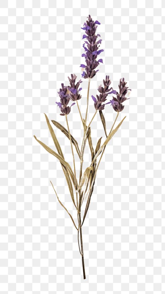 PNG Real Pressed a single minimal lavender bouquet flower plant herb