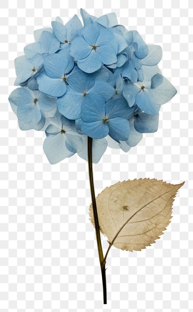 PNG Real Pressed a single blue hydrangea flower plant petal