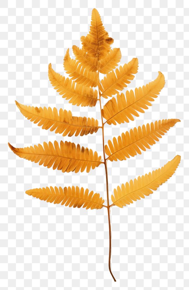 PNG Real Pressed a single autumn colorful Polypodium plant leaf fern. AI generated Image by rawpixel.