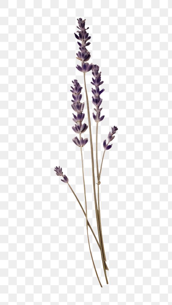 PNG Real Pressed a single minimal lavender flower plant paper. AI generated Image by rawpixel.
