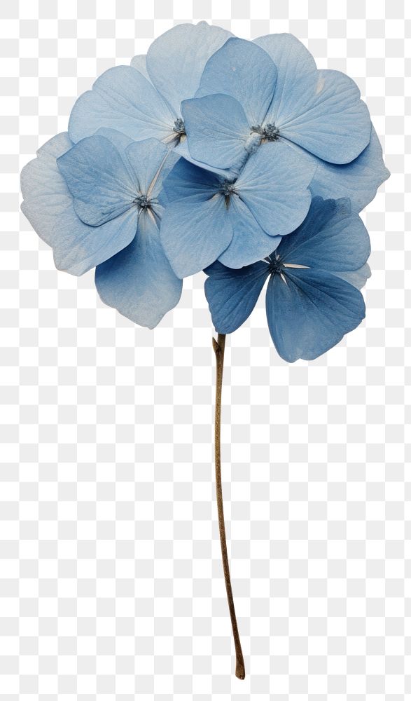 PNG Real Pressed a single minimal blue hydrangea flower plant petal. AI generated Image by rawpixel.