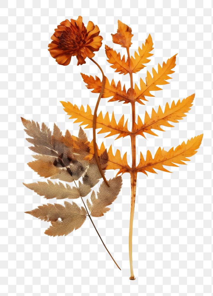 PNG Real Pressed a single autumn colorful Polypodium plant paper herbs. AI generated Image by rawpixel.