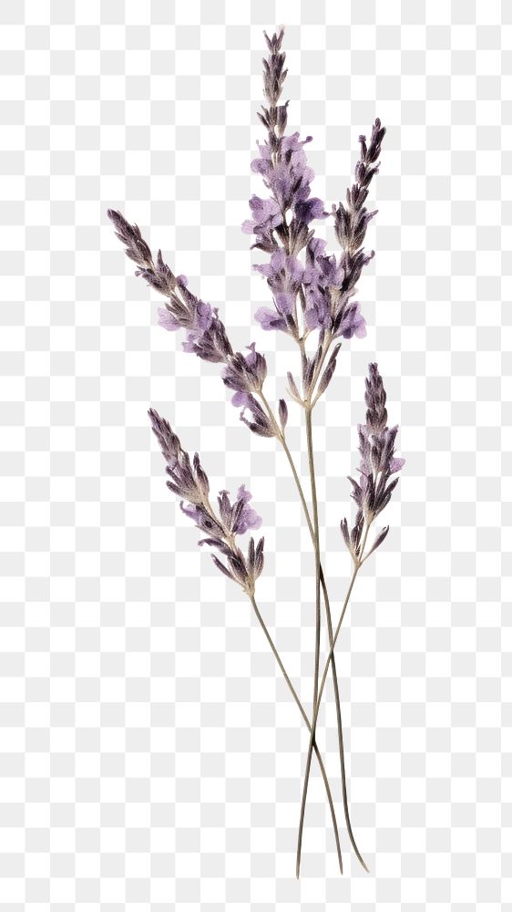 PNG Real Pressed a single minimal lavender flower plant herb