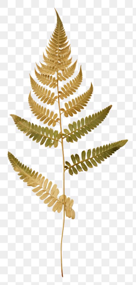 PNG Plant green leaf fern. AI generated Image by rawpixel.