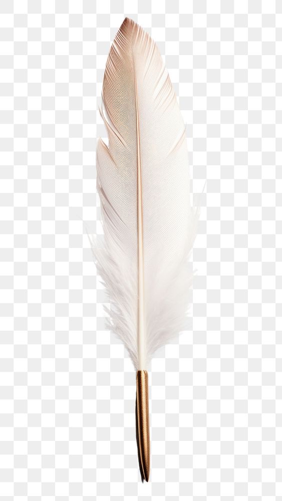 PNG  A feather pen white white background lightweight