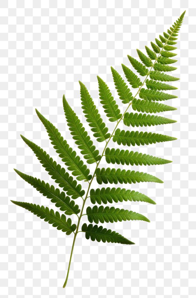 PNG  A fern leaf plant white background freshness. AI generated Image by rawpixel.