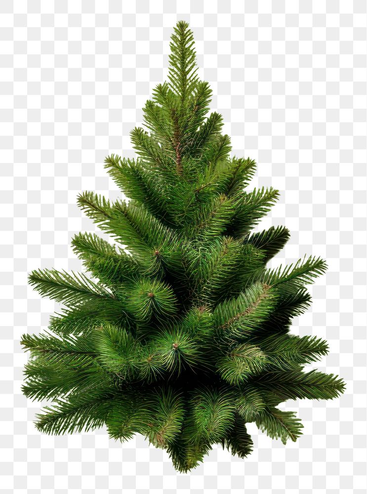 PNG  A mini christmas tree plant fir white background. AI generated Image by rawpixel.