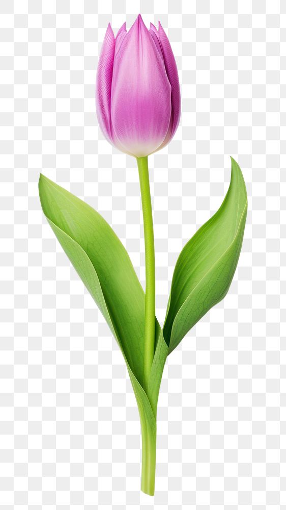 PNG  Tulip flower purple plant. AI generated Image by rawpixel.