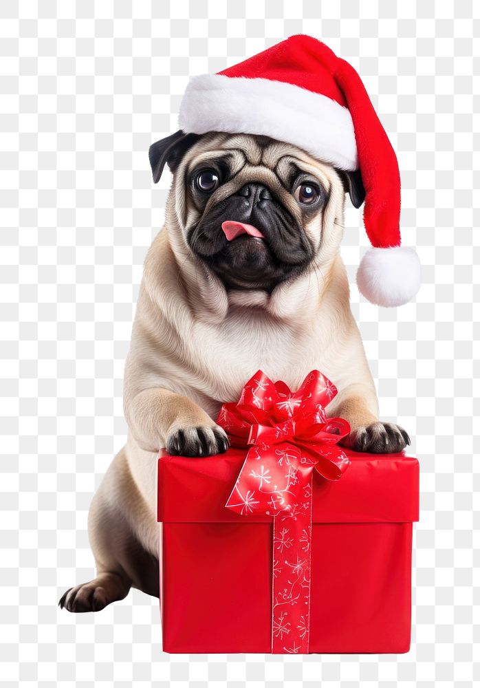 PNG Animal holding christmas present mammal cute pet. AI generated Image by rawpixel.