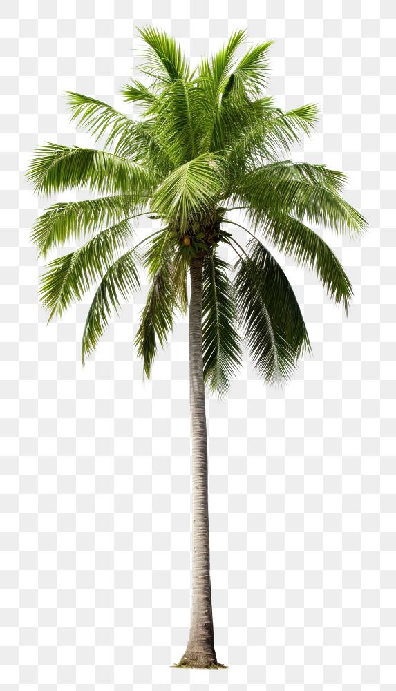 PNG  A tropical palm tree tropics plant white background. AI generated Image by rawpixel.
