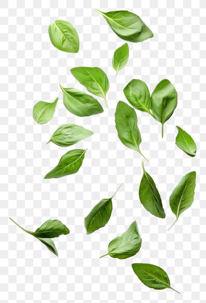 PNG Flying basil leaves vegetable plant green. AI generated Image by rawpixel.