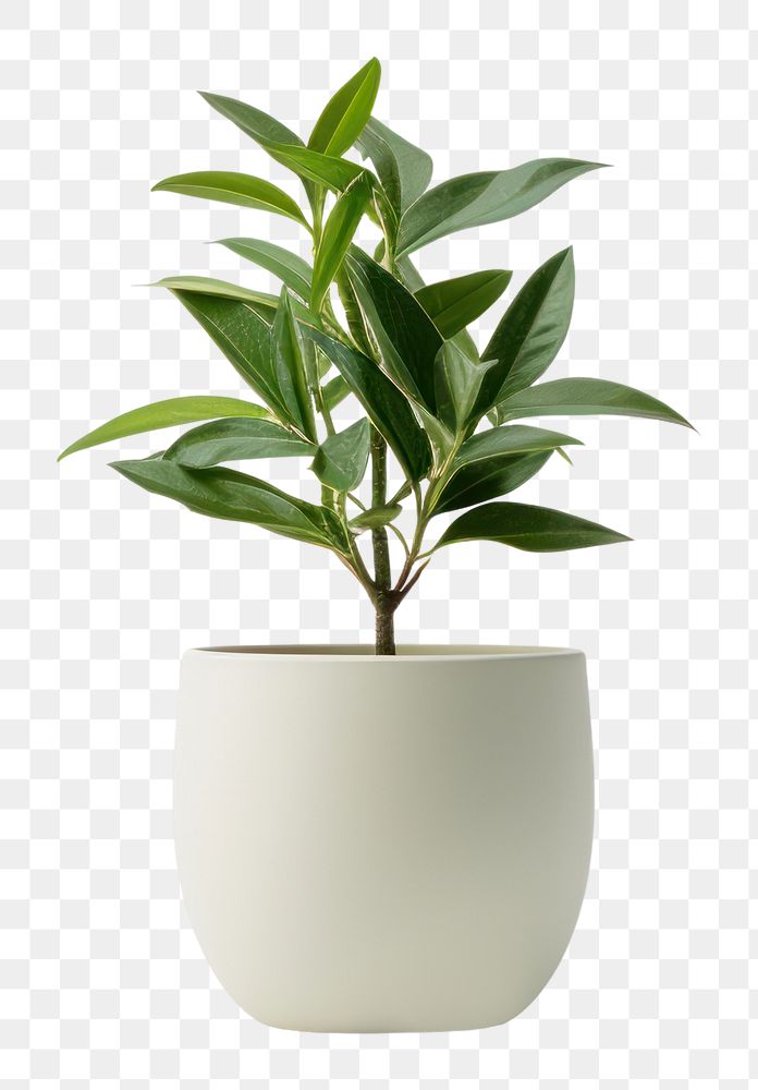 PNG Indoor mini plant leaf vase white background. AI generated Image by rawpixel.