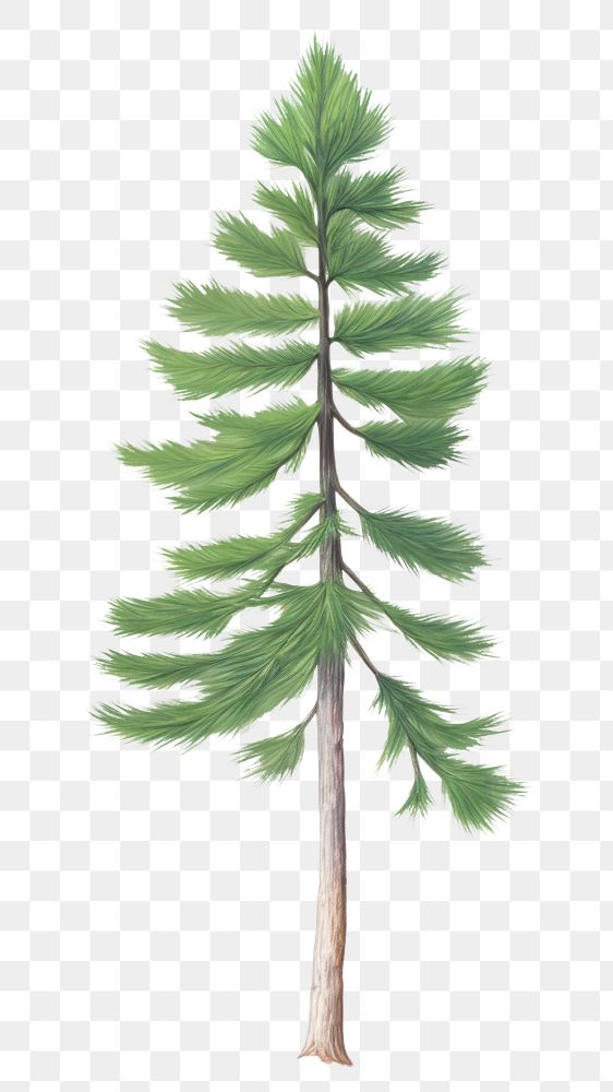 PNG pine tree, plant element, transparent background