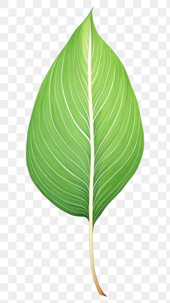 PNG peace lily leaf, plant element, transparent background