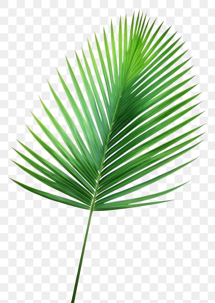 PNG coconut leaf, plant element, transparent background