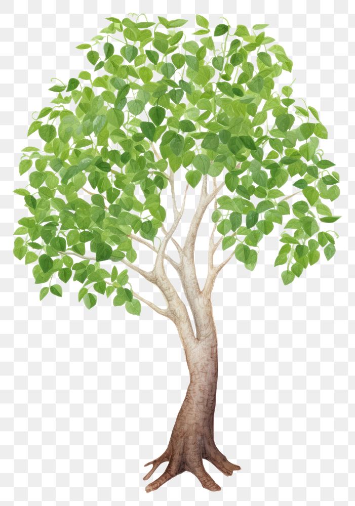 PNG hoya tree, plants watercolor element, transparent background