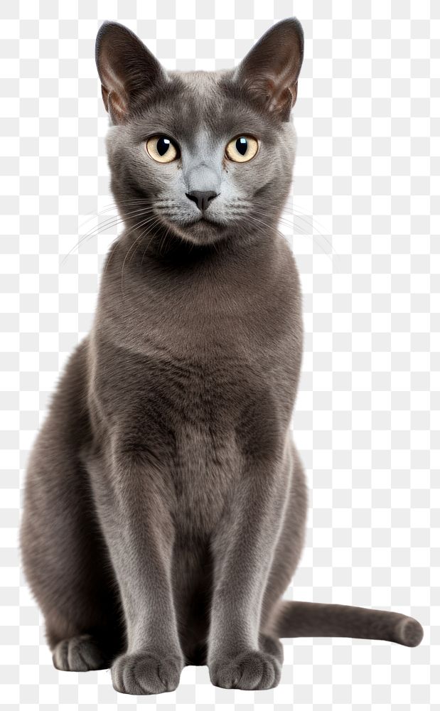 PNG  Russian blue mammal animal pet. AI generated Image by rawpixel.