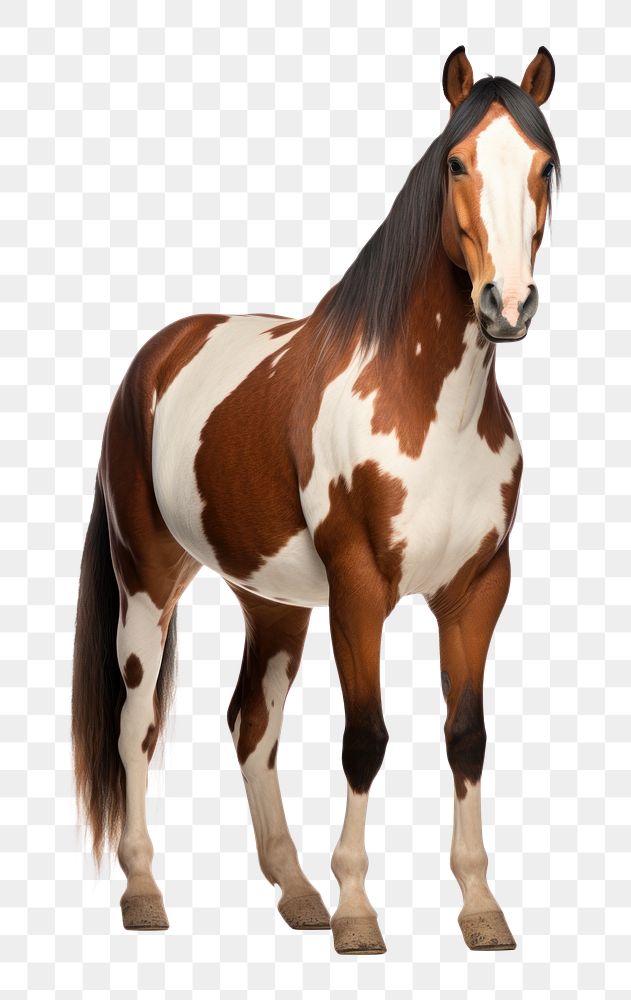 PNG  American paint horse stallion mammal animal. AI generated Image by rawpixel.