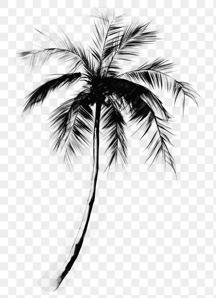 PNG Palm tree drawing nature plant. AI generated Image by rawpixel.