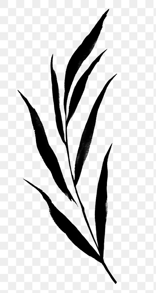PNG Rosemary leave plant black leaf. AI generated Image by rawpixel.
