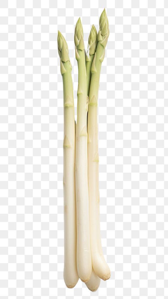 PNG White asparagus vegetable plant food. AI generated Image by rawpixel.