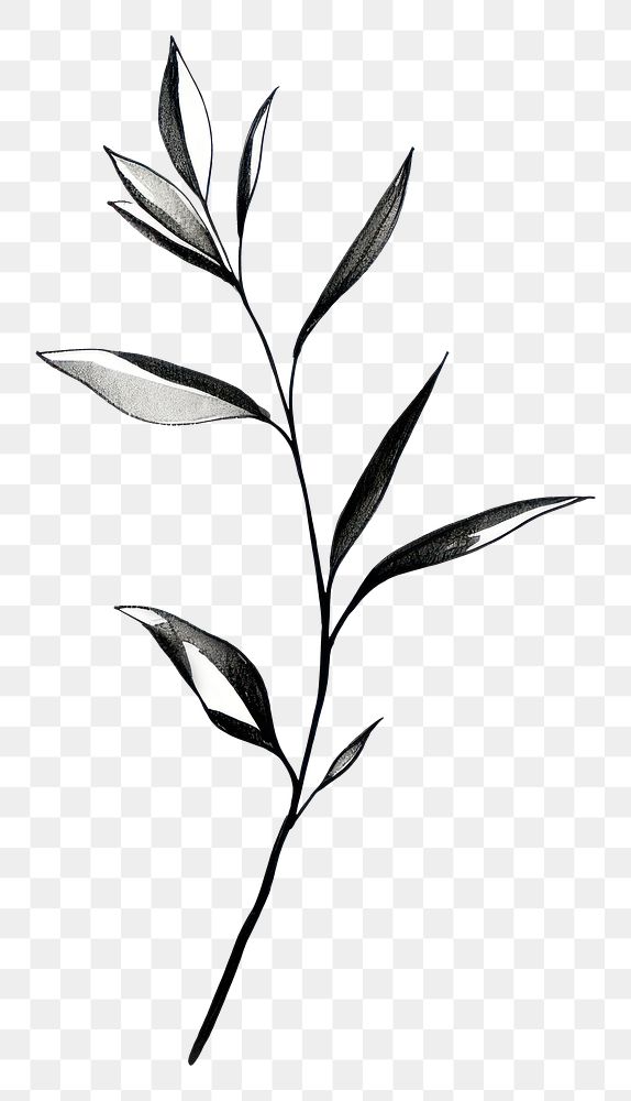 PNG Indoor plant drawing sketch herbs
