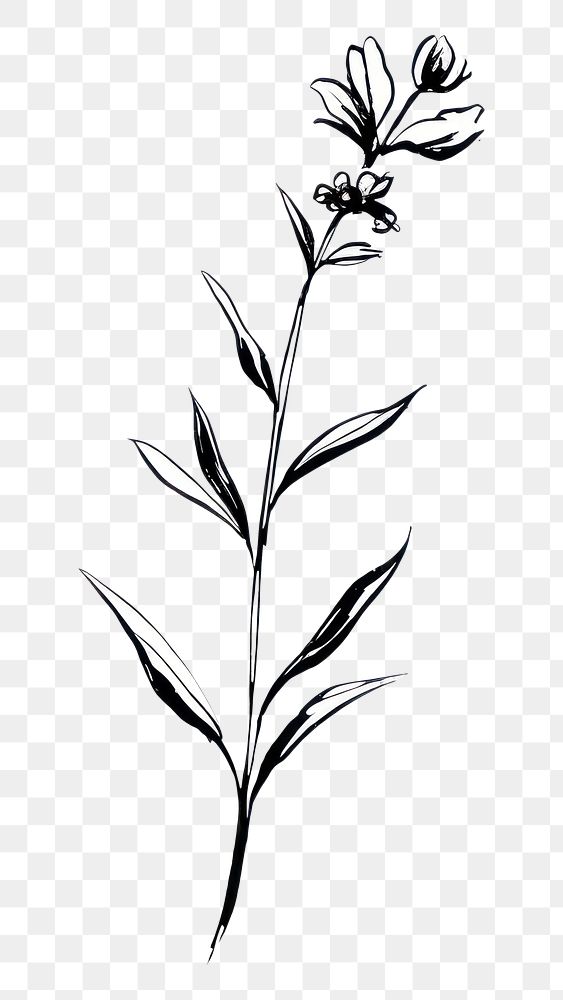 PNG Lavender flower pattern drawing sketch