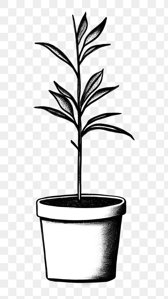 PNG Plant drawing leaf pot. AI generated Image by rawpixel.