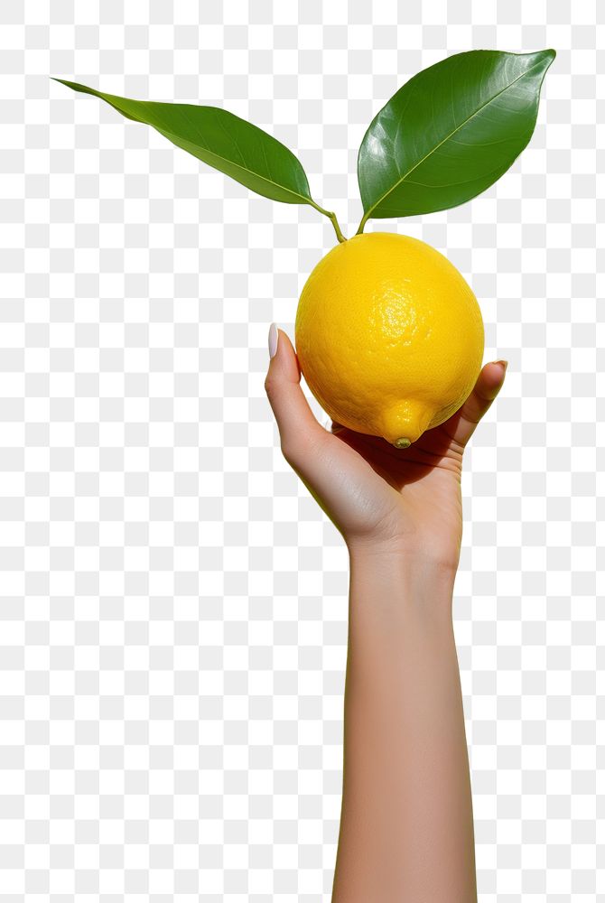 PNG Hand holding a lemon fruit plant food. AI generated Image by rawpixel.
